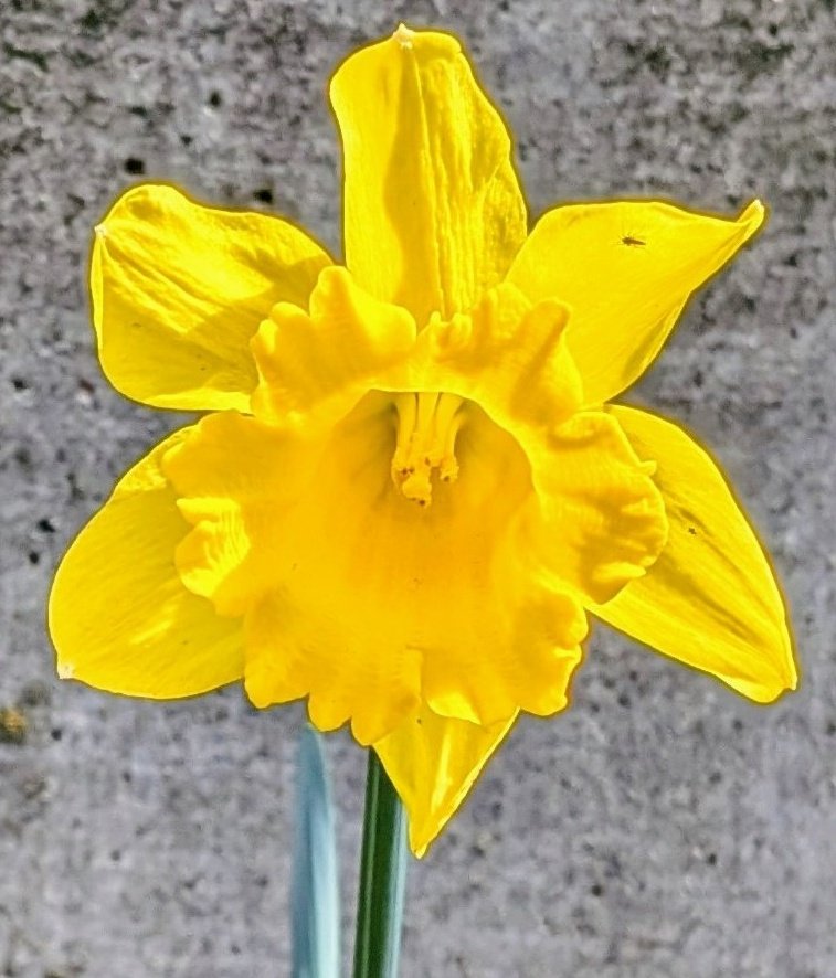 てつ子 tweet media