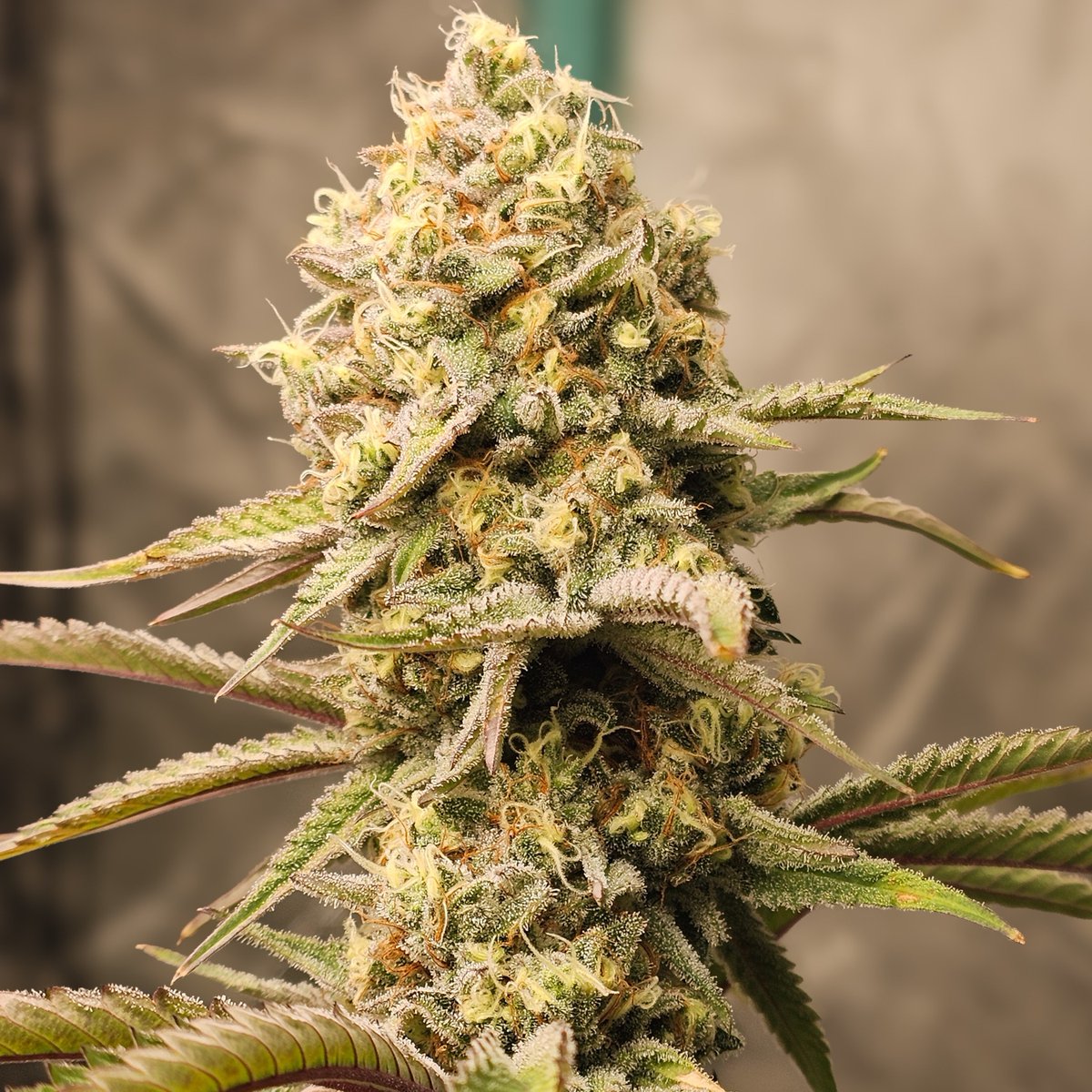 PsillyRabbit Genetics tweet media