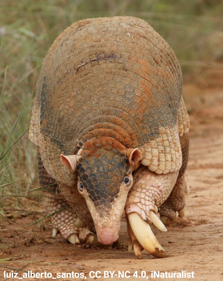 American Museum of Natural History tweet media