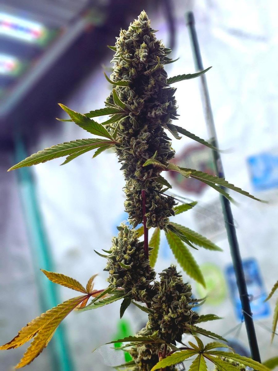 PsillyRabbit Genetics tweet media