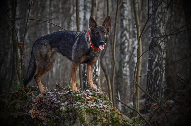 Kaedence Thompson tweet media