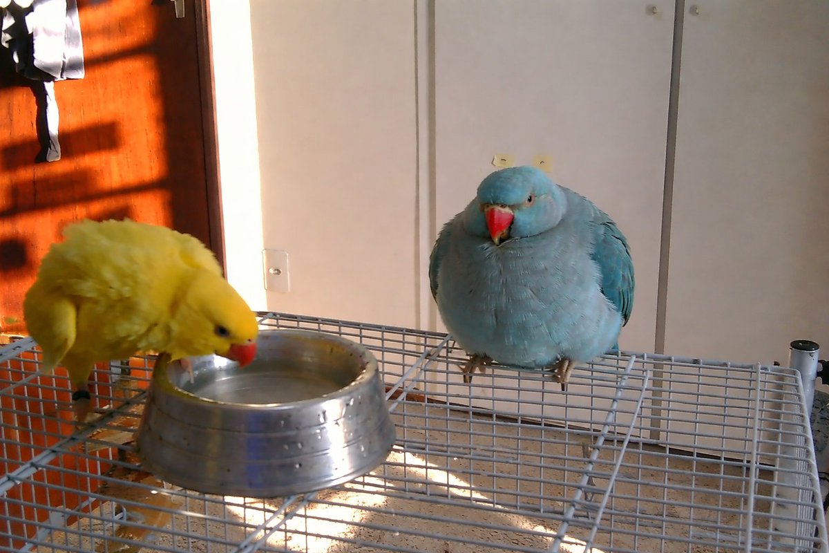 Tyler ketsuo comission (3/4) tweet media