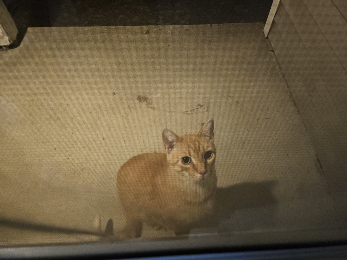 Took trash to the curb last night and was followed by another neighborhood cat. I present porch cat. I can't keep him unfortunately