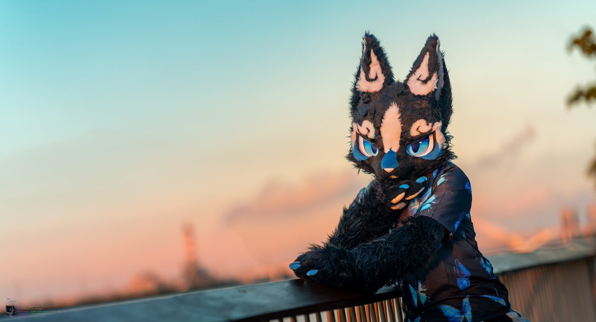 星效-Vulptex tweet media