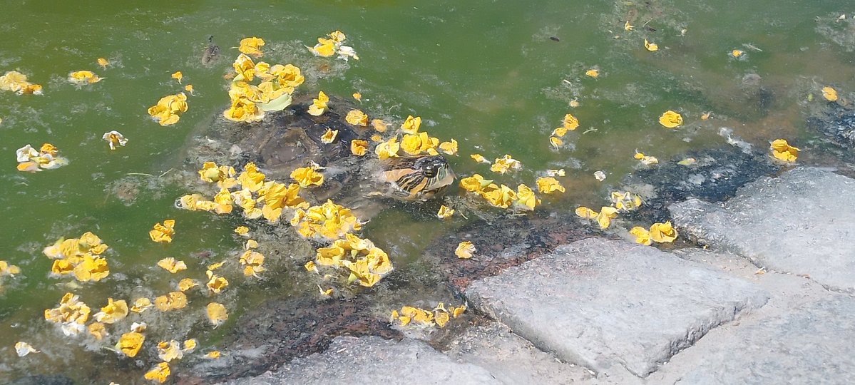 auto chocado de crash 1996 tweet media