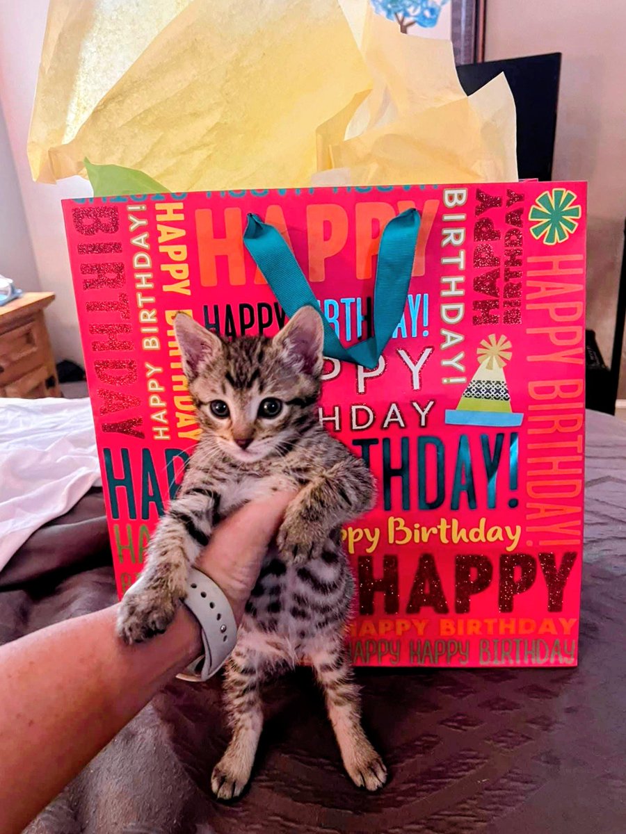 Sharrie Williams tweet media