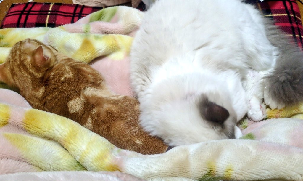 綾音🍡🐥🍙 tweet media