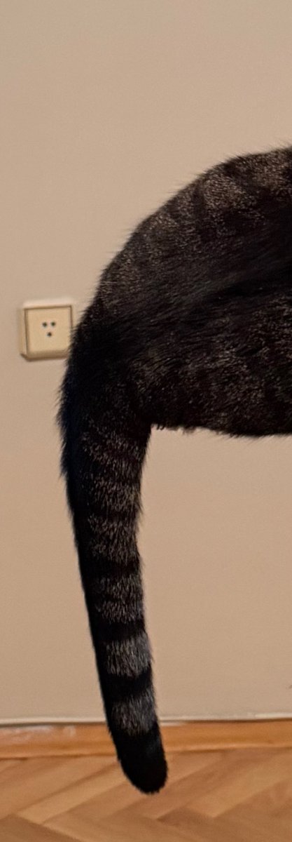 Lagrima Hacioglu tweet media