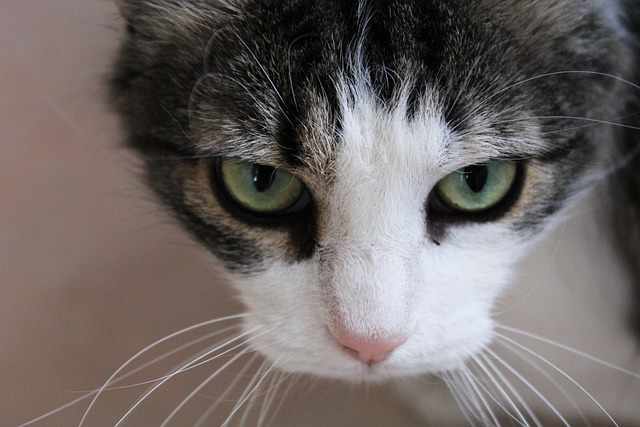 Frank French tweet media