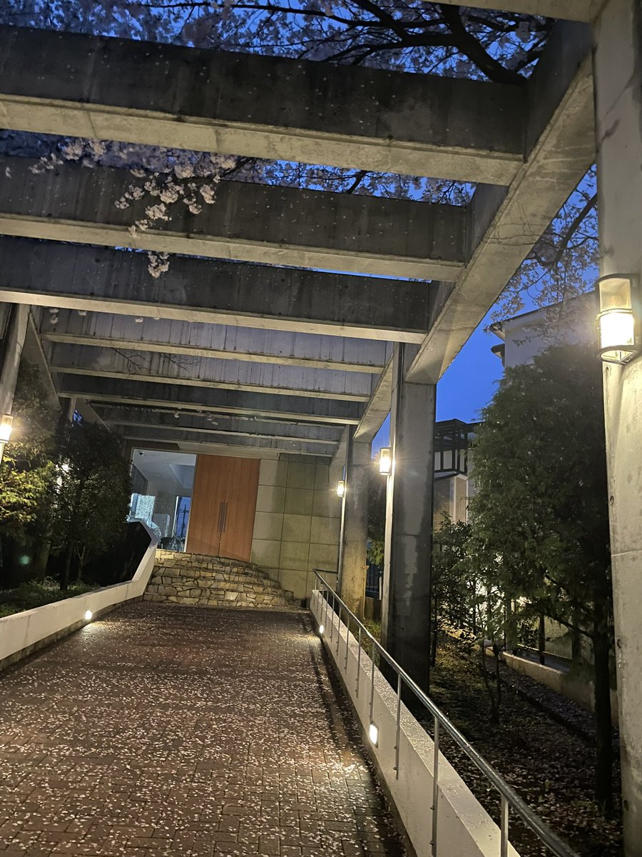 kenjins's tweet photo. おはようございます。今日も雨ですね。午後から止む��うですが、ちょっと鬱陶しいですね。満開の桜は今年はもう終わりかな。儚いね。エントランスは桜と🌸絨毯。これが見れるのもあと10回くらいか。
車内は始発でも混んでいて、始発もう少し早くせんかな？といつも思う次第です。そろそろ太陽出ろよ。 https://t.co/s171wBuIYj
