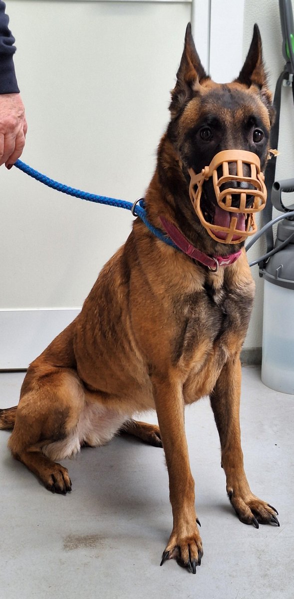 Animal Adoptions UK 🐕‍🦺🐈🐎❤️ tweet media