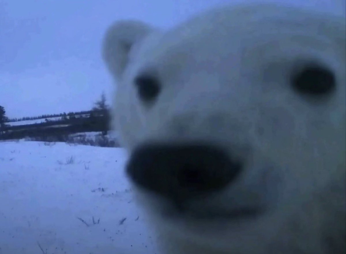 WOR$T BLUE FINN TUNA SASHIMI IN GYE tweet media