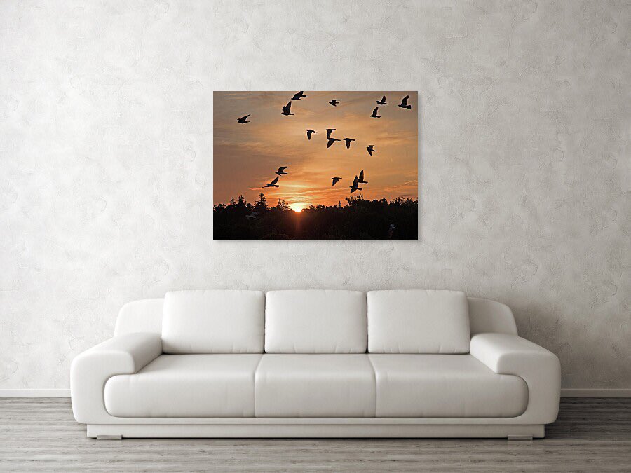 shonna99784's tweet image. Crazy Birds Flying at Sunrise - Art Print shonnahawkinsphotography.com/featured/crazy…

You can find this print and other products available at my shop link. ☝️ 

#Crazy #Birds #Flying #Sunrise #Pigeons #ArtPrint #BuyIntoArt #HomeDecor #FineArt #ArtPrint #ShonnaHawkins