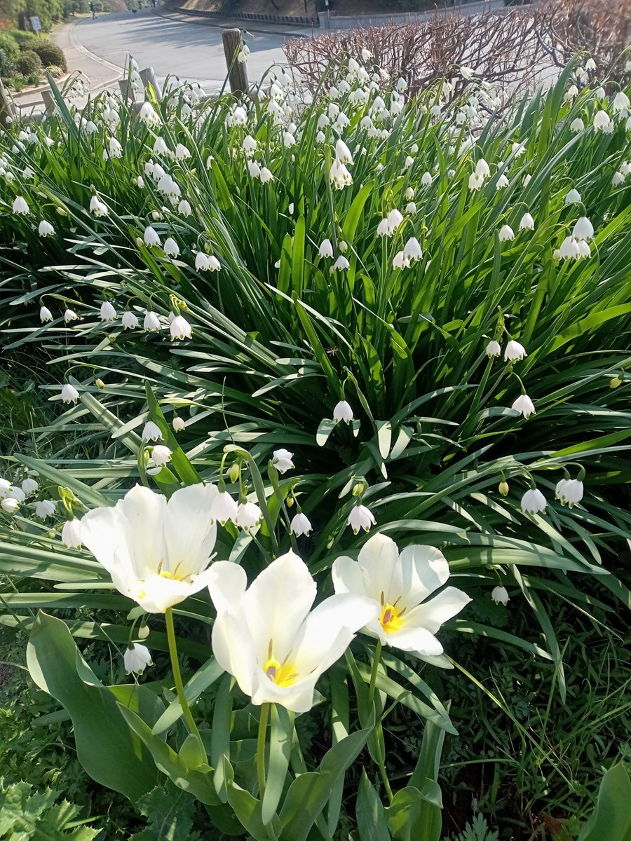 つば九郎（無関係） tweet media