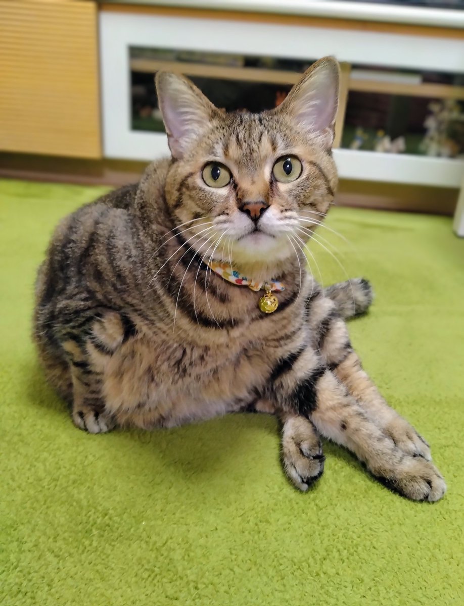 たらかの╰ᘏᗢꕤ୭* tweet media