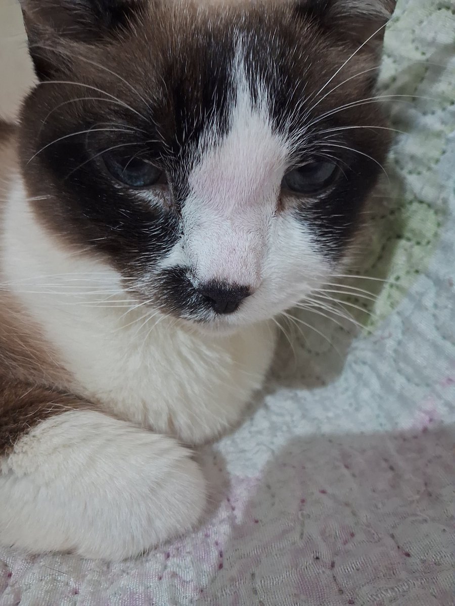 Amy 🌸🐲 The Pink Dragon tweet media