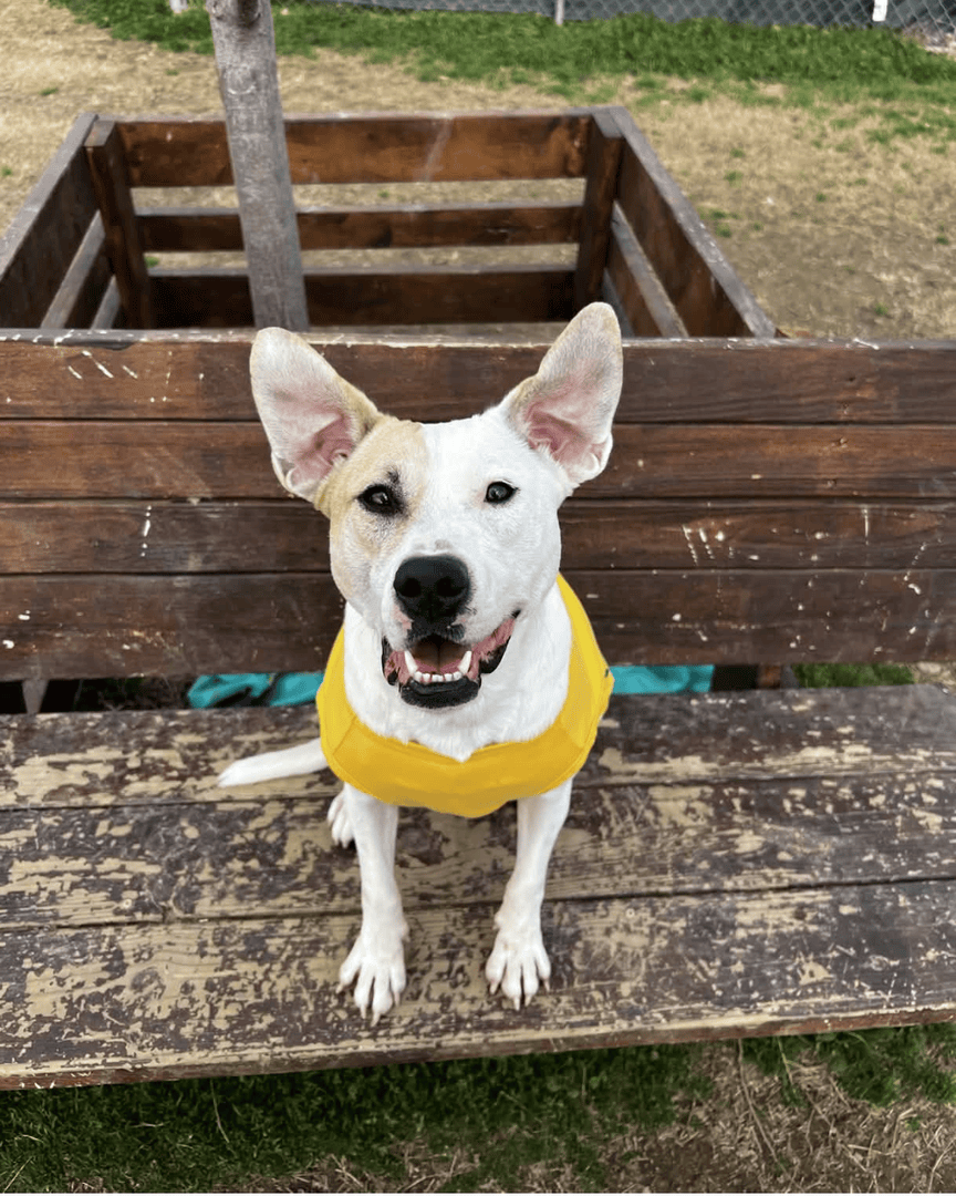 Memphis Humane Society tweet media