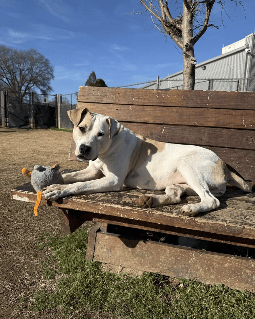 Memphis Humane Society tweet media
