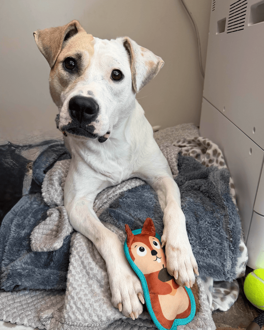 Memphis Humane Society tweet media