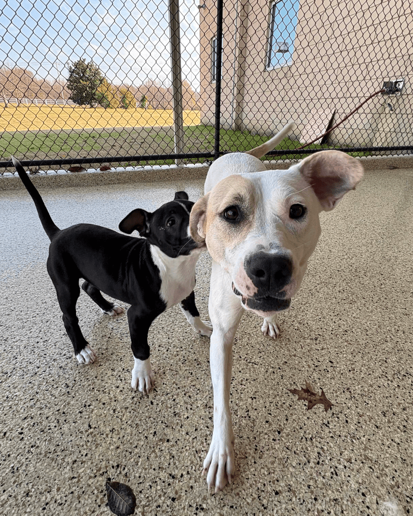 Memphis Humane Society tweet media