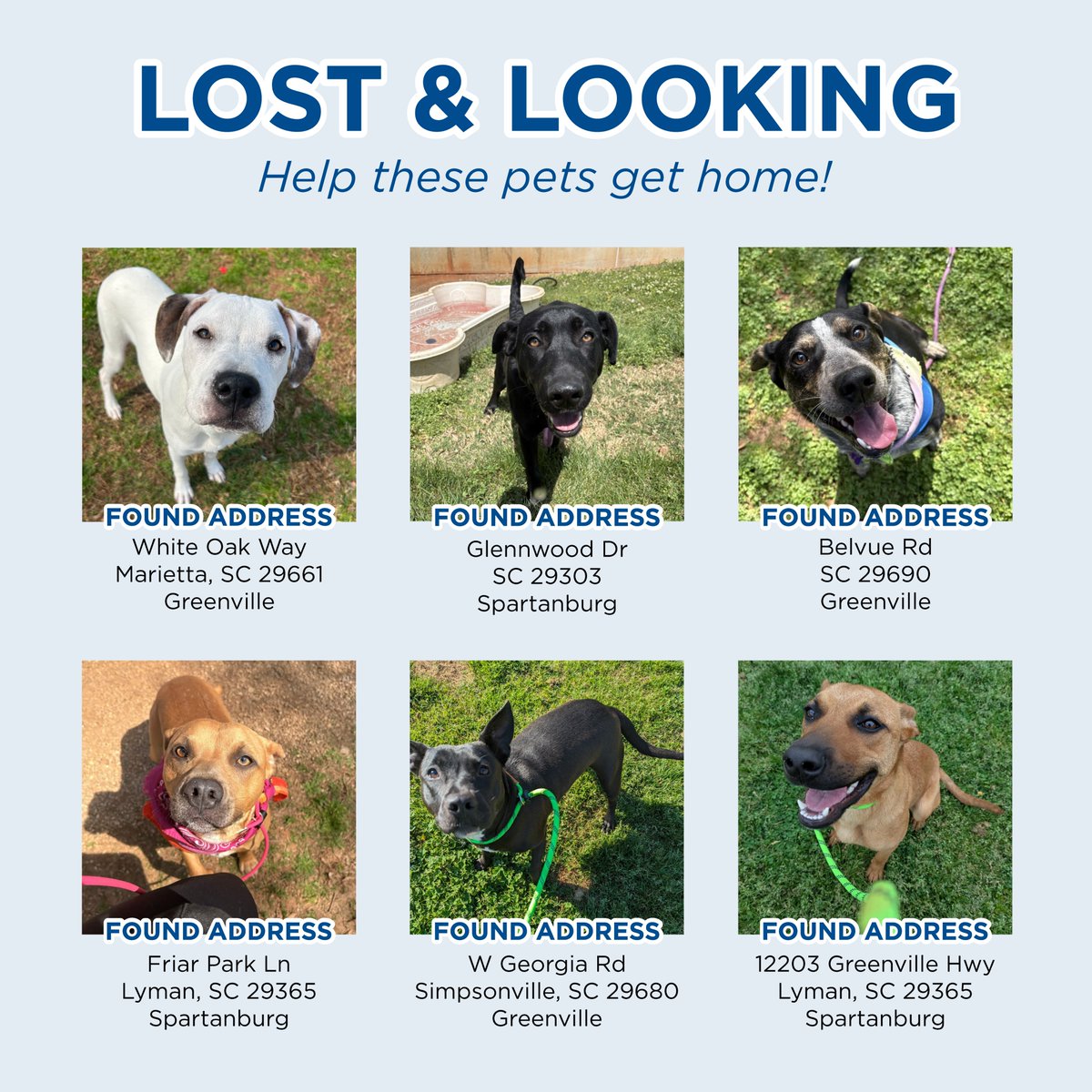 It's April Fools' Day, but missing pets are NO JOKE! Let's help these dogs find their way home!
If you recognize any of these faces, please CALL US at 864-467-3951.
📍 We are located at 328 Furman Hall Rd, Greenville, SC 29609.