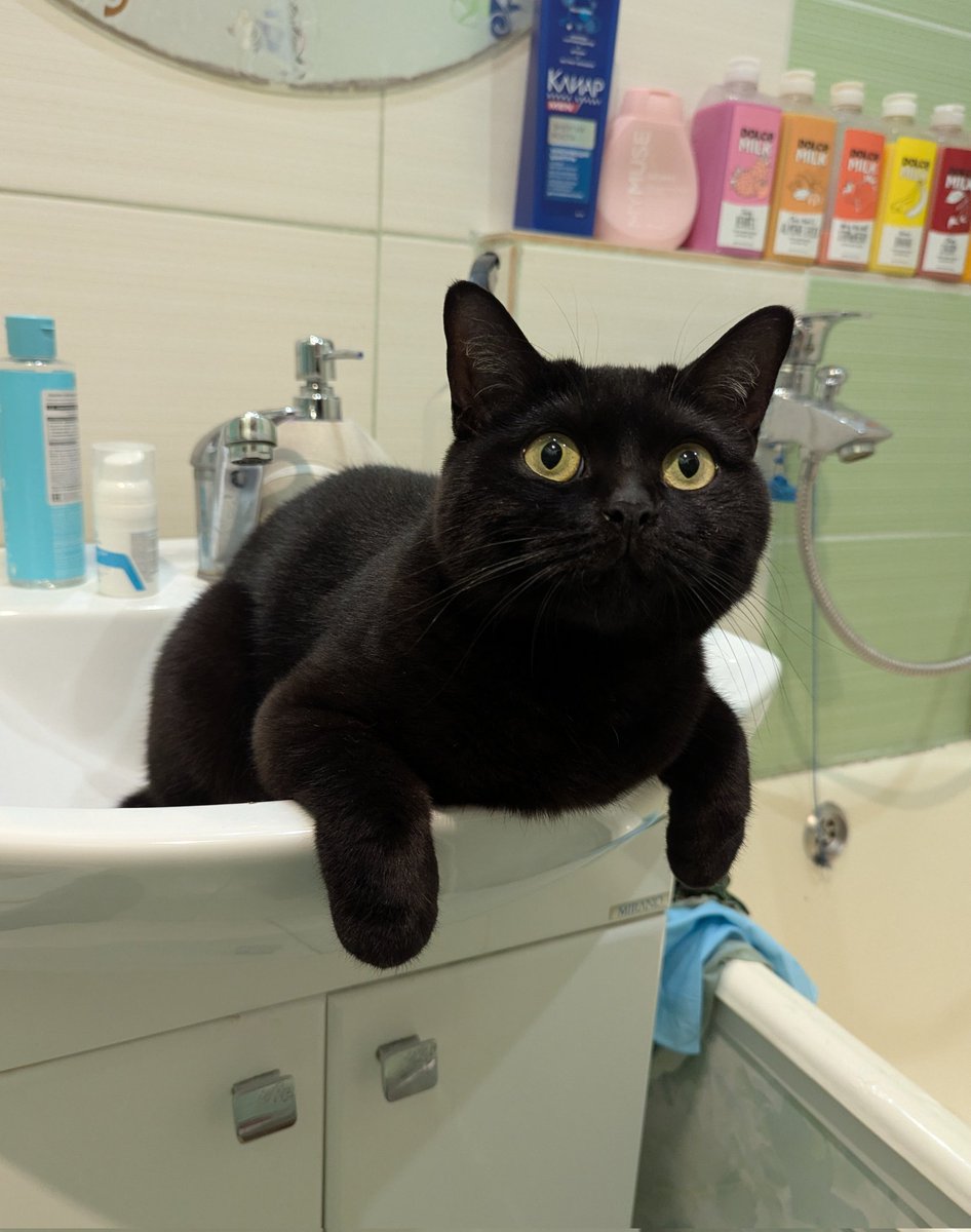 ушат кота tweet media