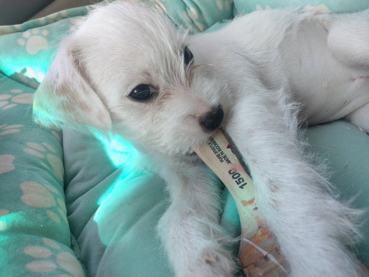 LiveToLove tweet media