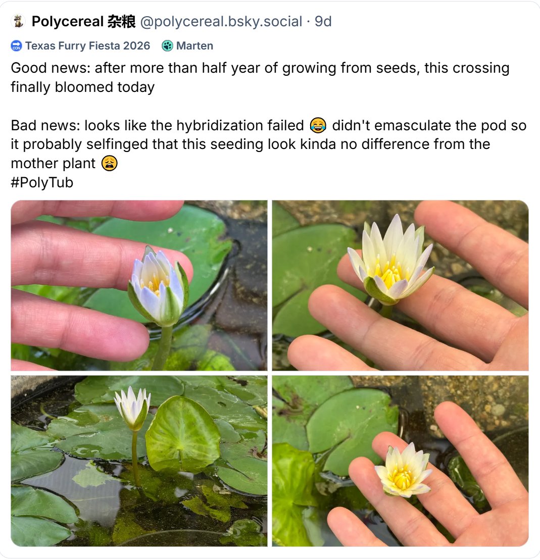 polycereal's tweet photo. Cross-posting some water lily post to enrich #PolyTub tag here on twitter. https://t.co/UJpFsrVEcJ