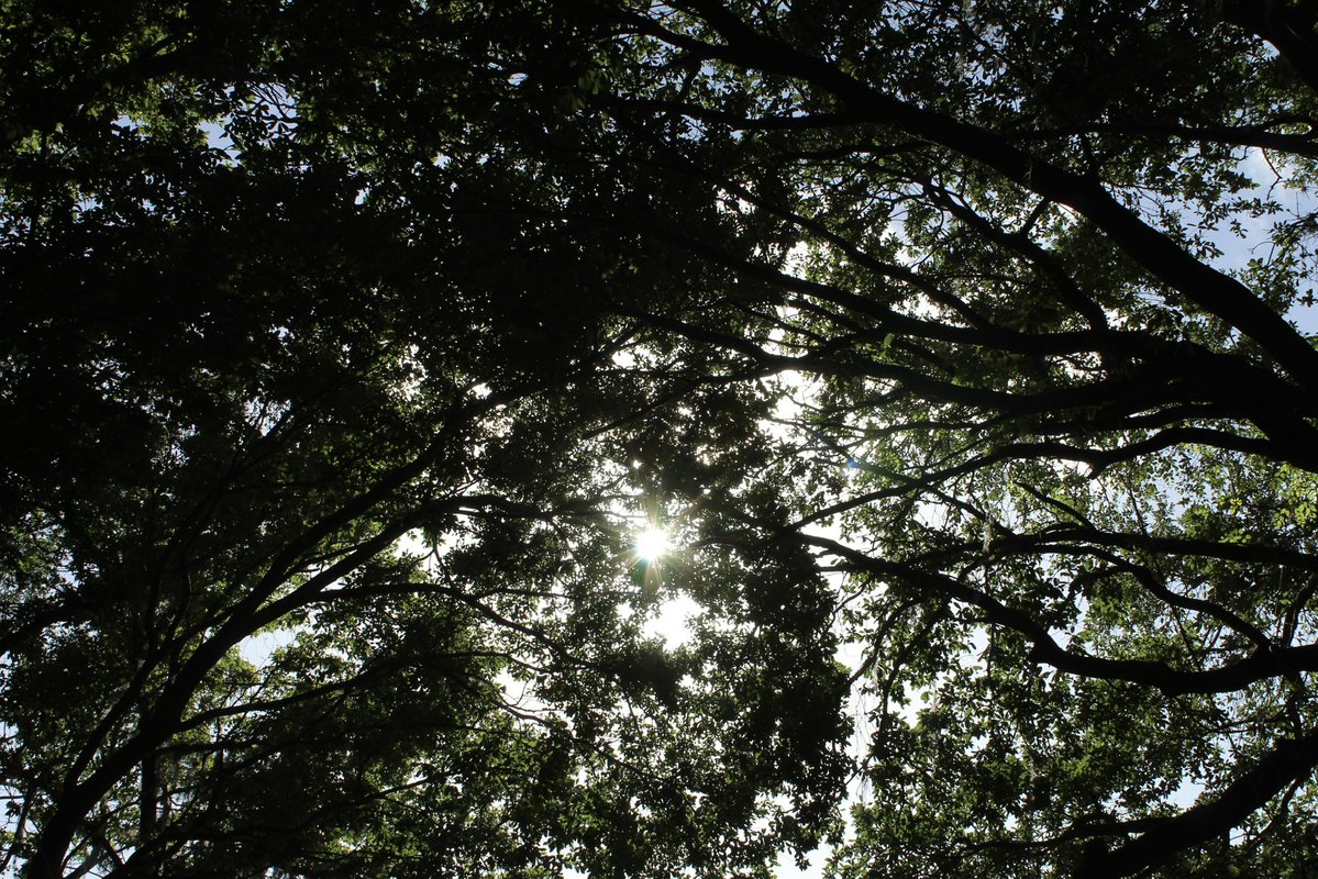 evil elly tweet media