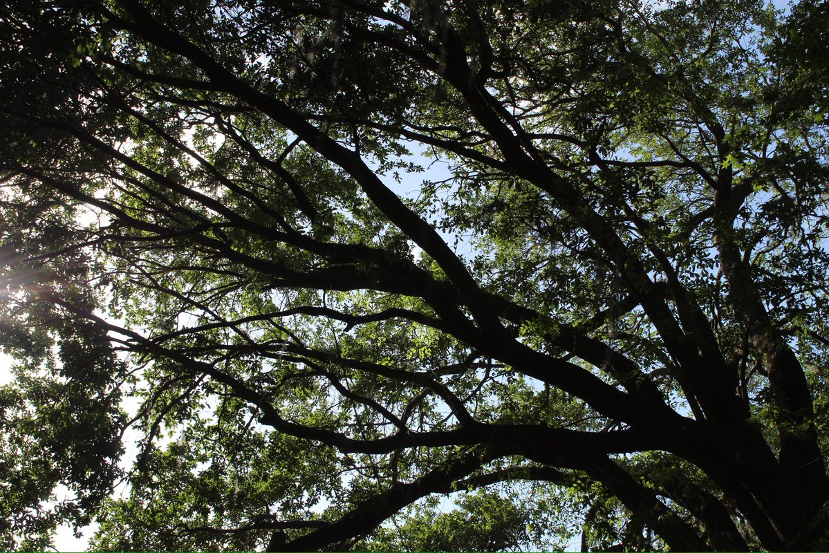 evil elly tweet media