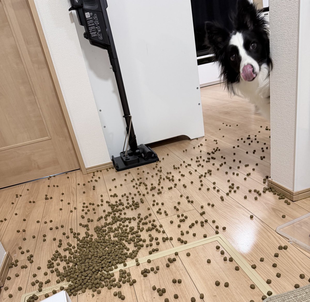 エマ/Emma🐾 tweet media