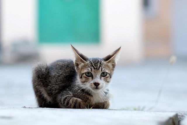 Shawn Cook tweet media