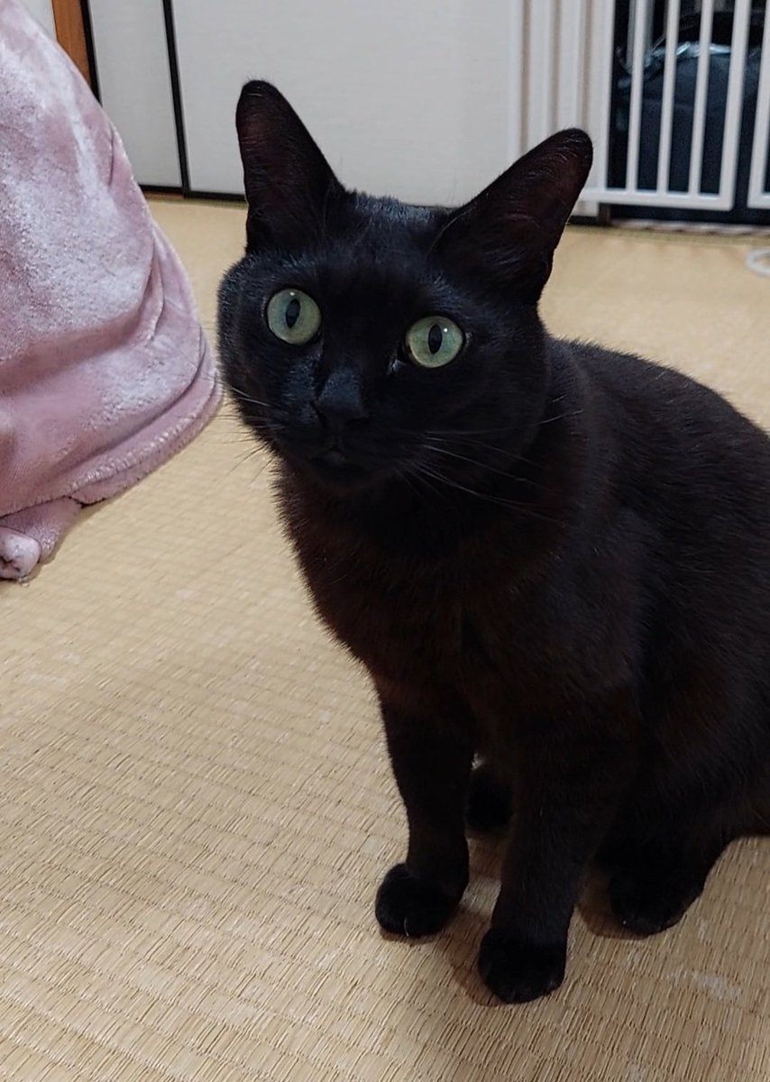 Evemaru00 tweet media