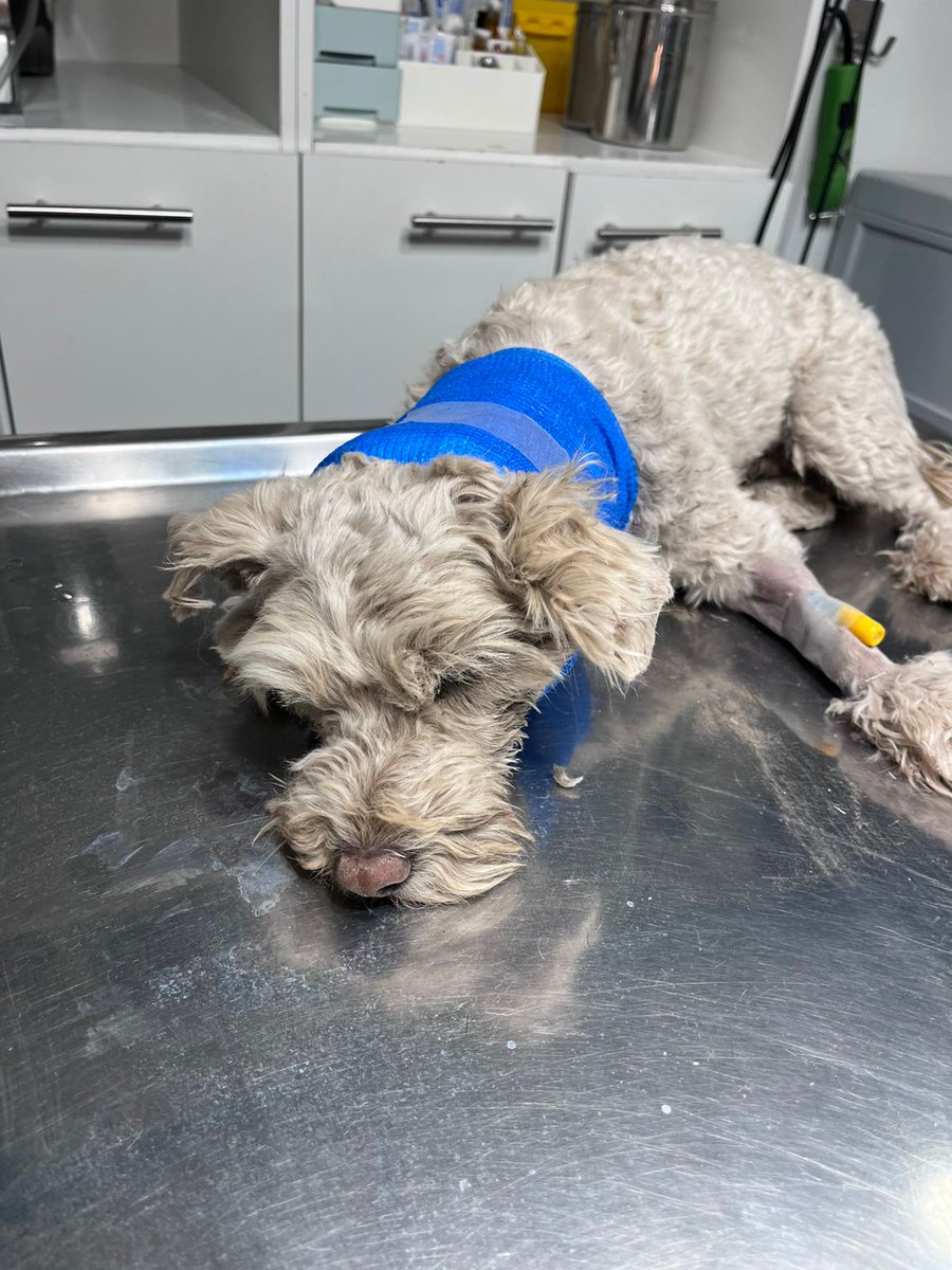 Solange Palacios 🐾💕 tweet media