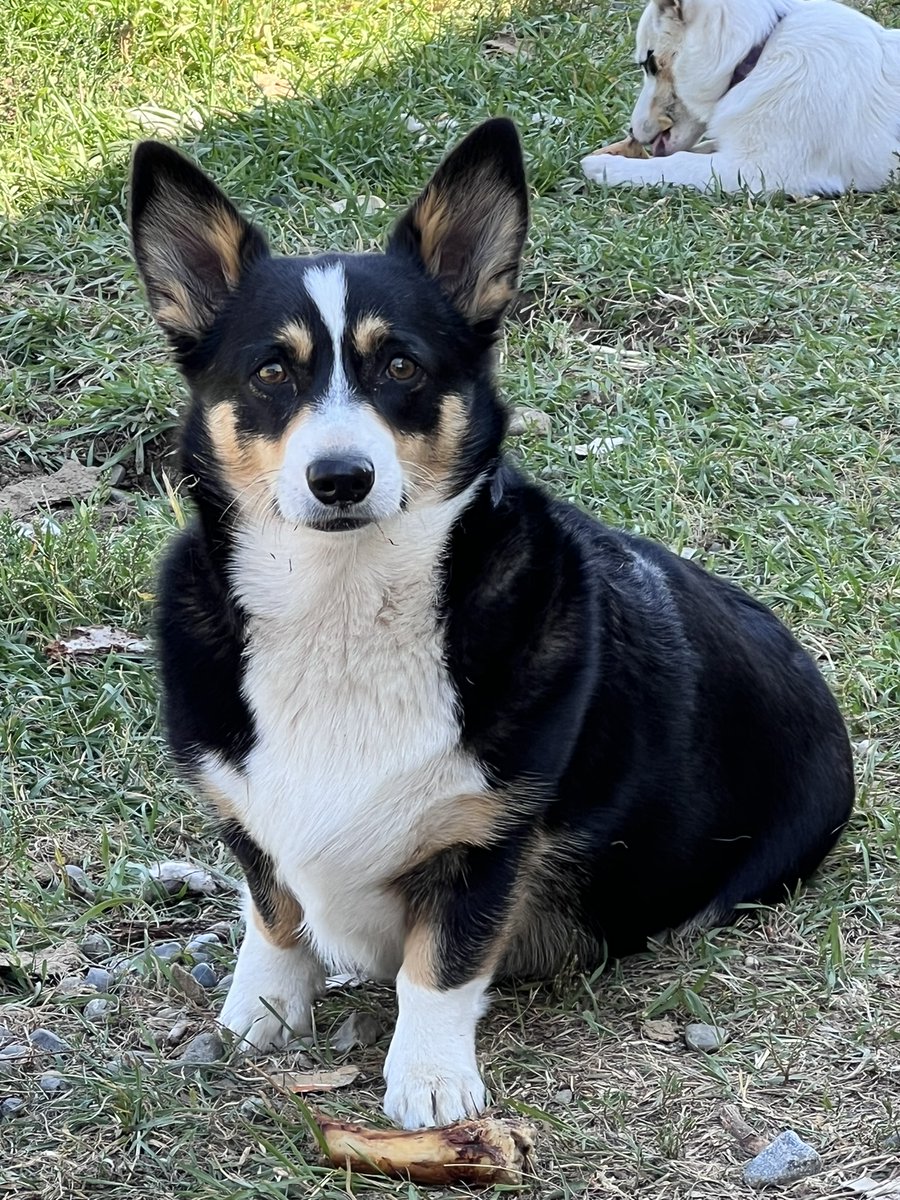 👍🐕🦮John the Rambling Scriblerian🔭🦕 tweet media