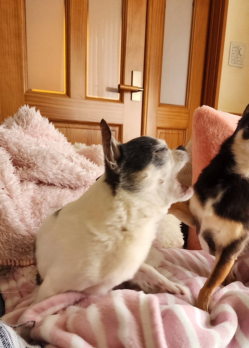 🐼と🐶とパパ tweet media