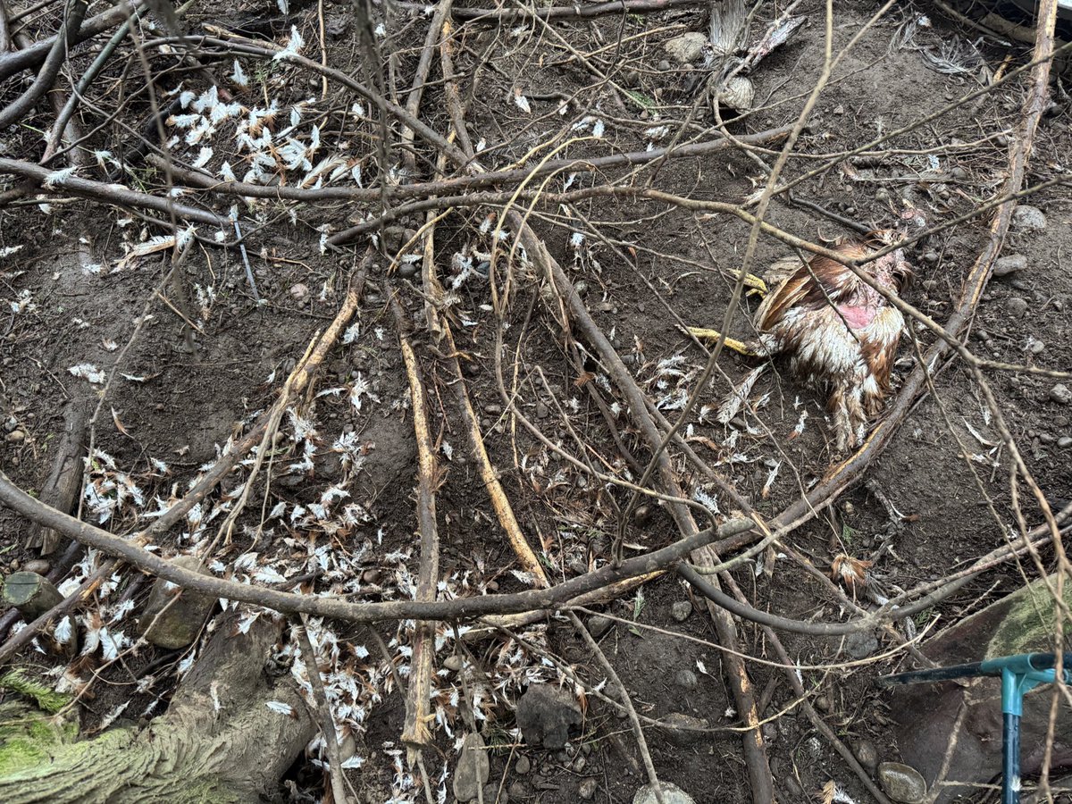 PNWGUERRILLA tweet media