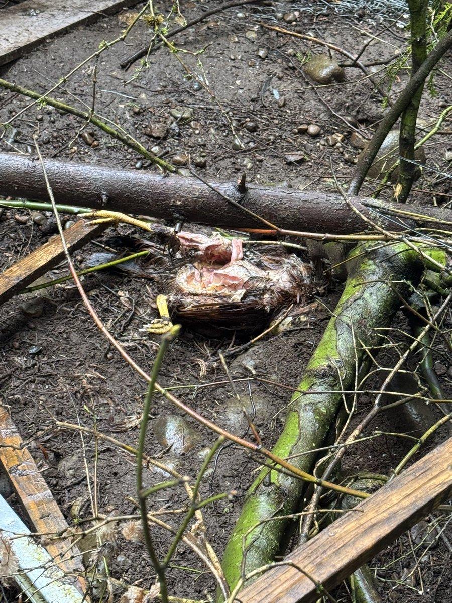 PNWGUERRILLA tweet media