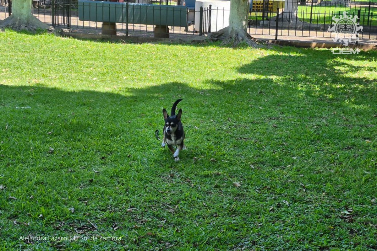 El Sol de Zamora tweet media