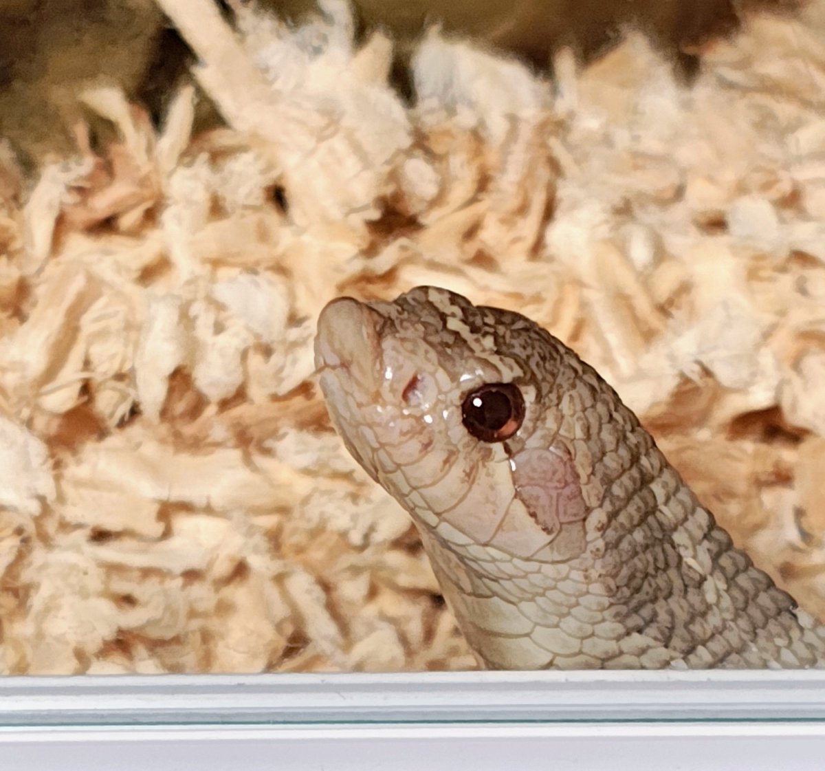 ネコ軍曹R© tweet media