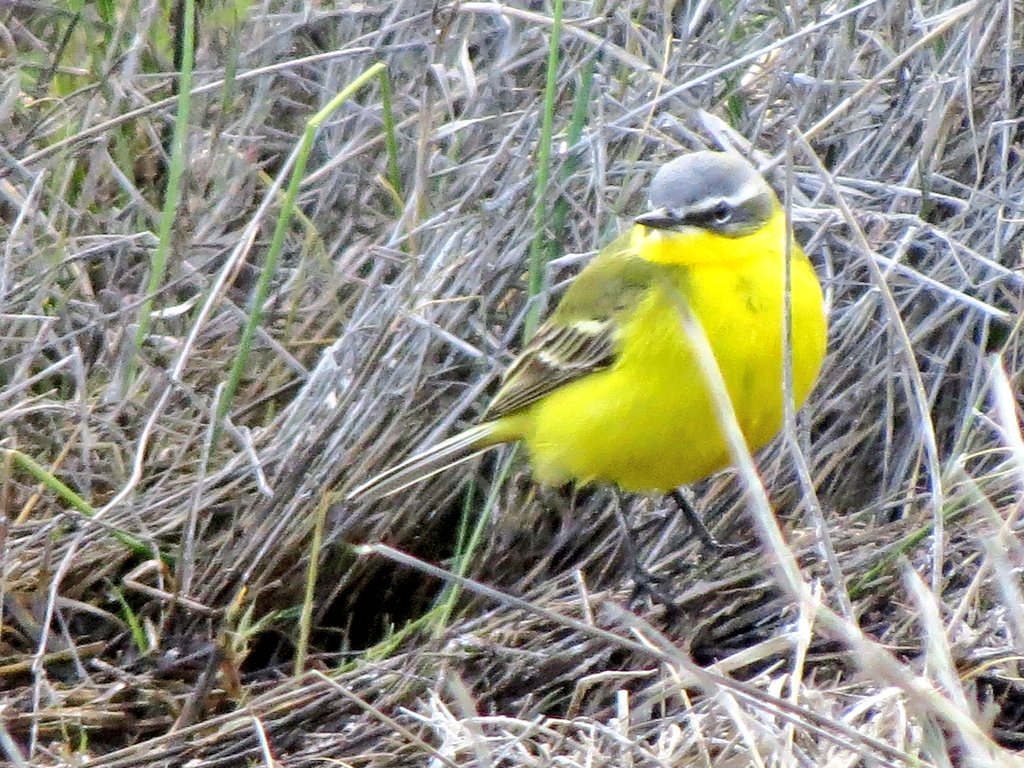 Jesús Capdevila tweet media