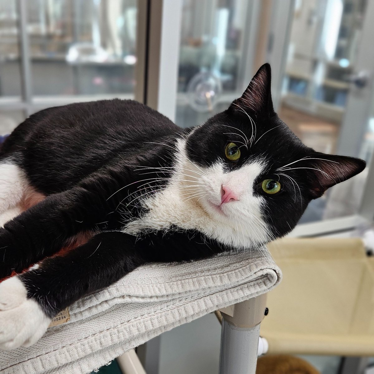 Edmonton Humane Society tweet media