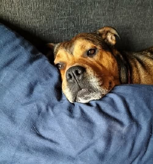 Senior Staffy Club Dog Rescue tweet media