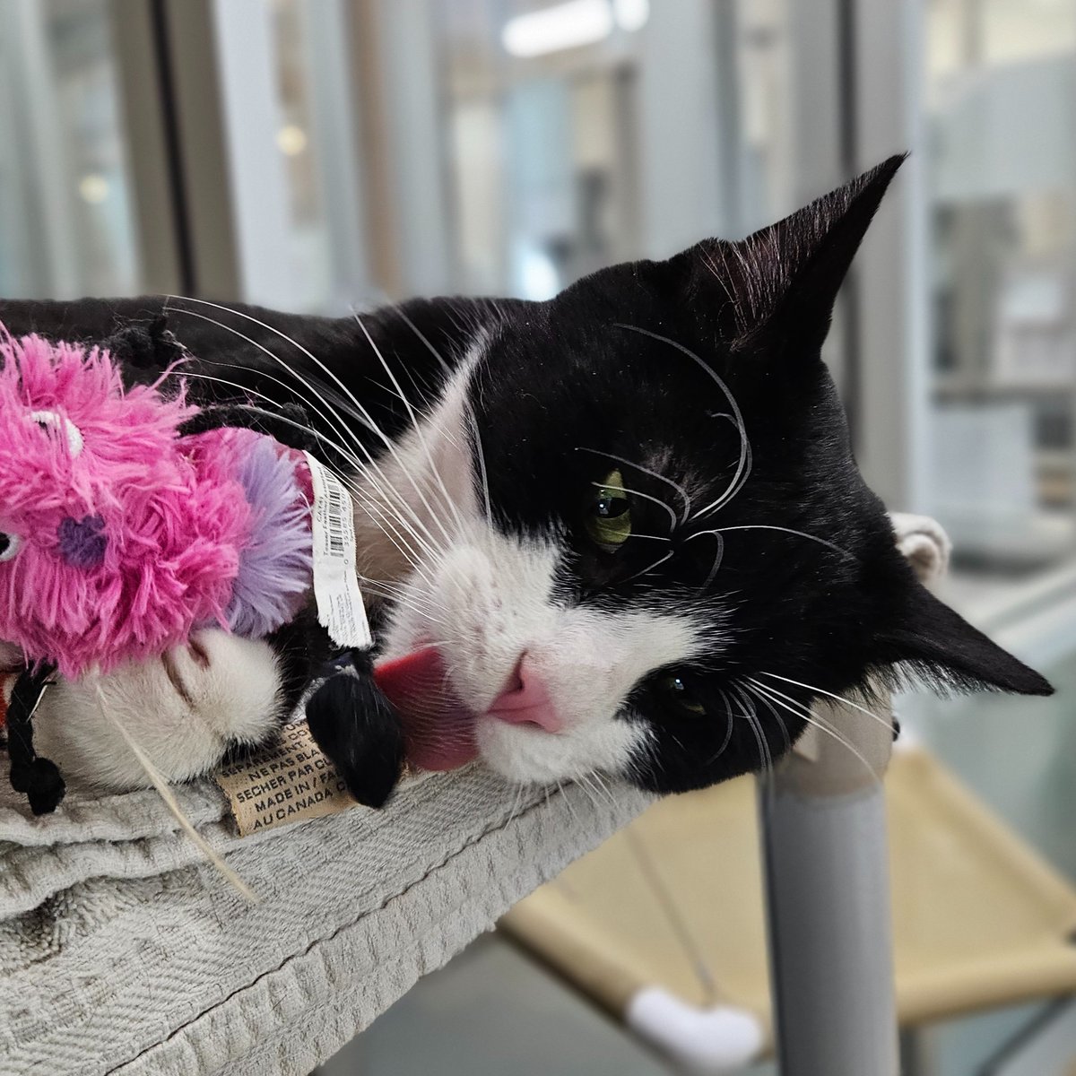 Edmonton Humane Society tweet media