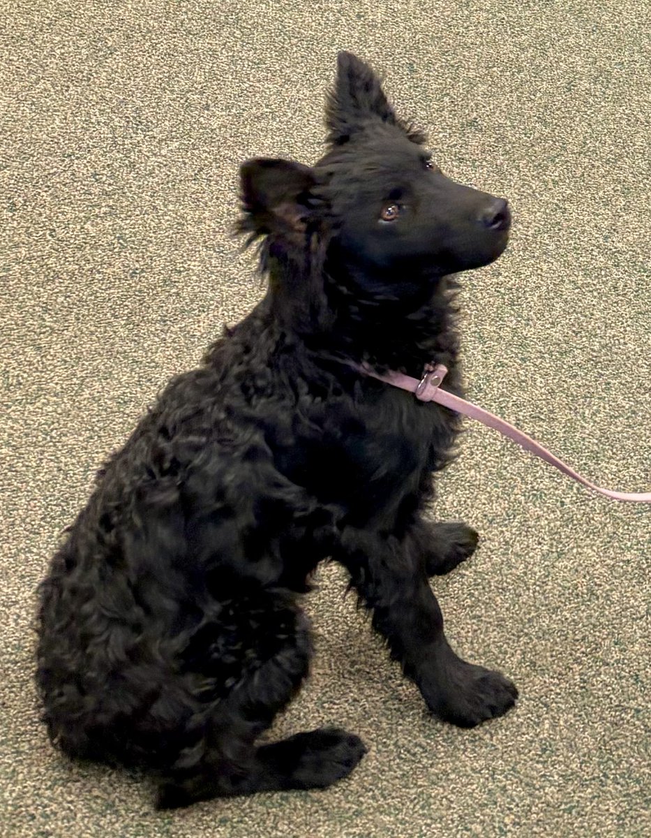 The Snoopervisor 2.0 /Moses (Wilma🌈) tweet media