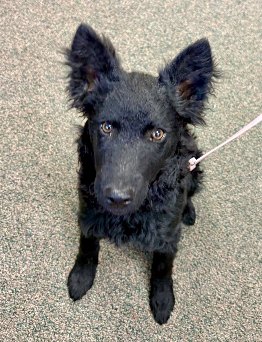 The Snoopervisor 2.0 /Moses (Wilma🌈) tweet media