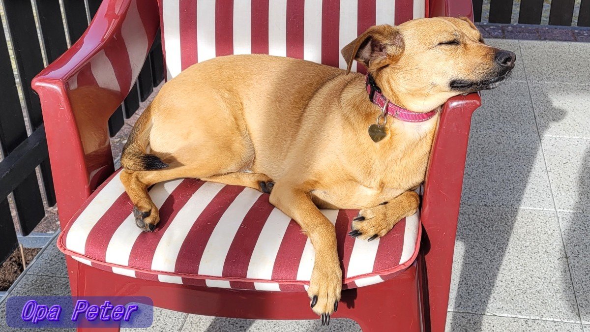 Opa Peter tweet media