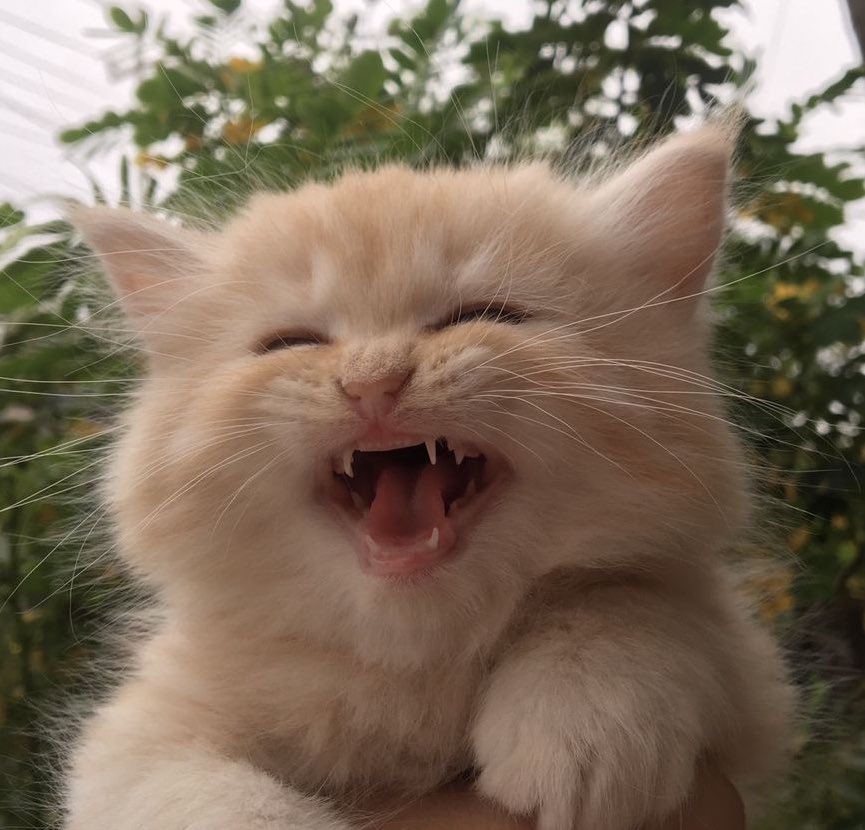 นุ้งดาว ✨ tweet media