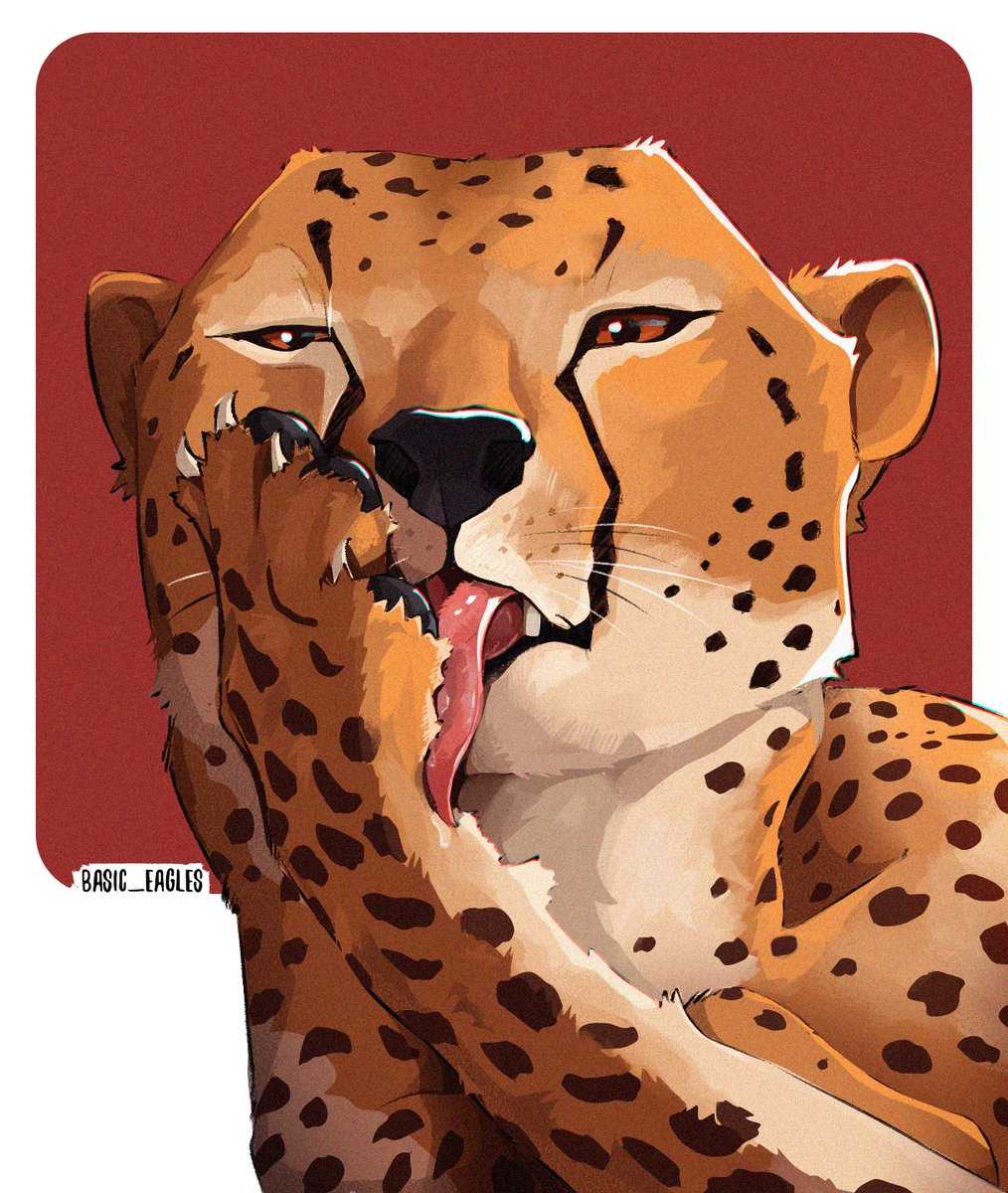 basic eagles tweet media