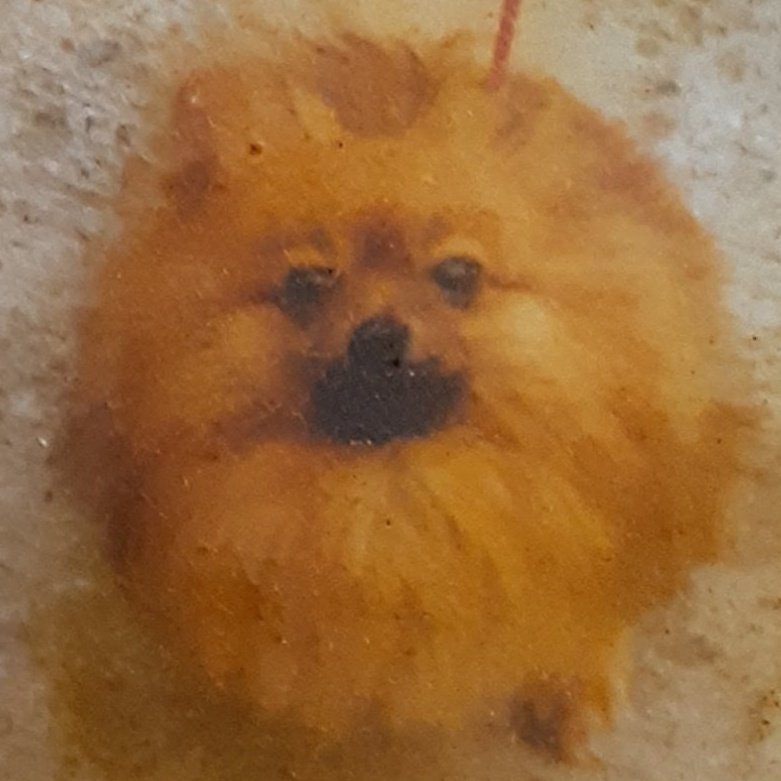 mooretumania's tweet photo. 私は昔ポメラニアンを飼っていたので、犬のなかではポメラニアンが一番好き…
ガラケーで撮ったので画質が悪いけど、我が愛しの愛犬。 https://t.co/aiBDDztt8b